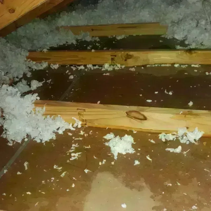 Attic Water Damage in Rosemont, CA