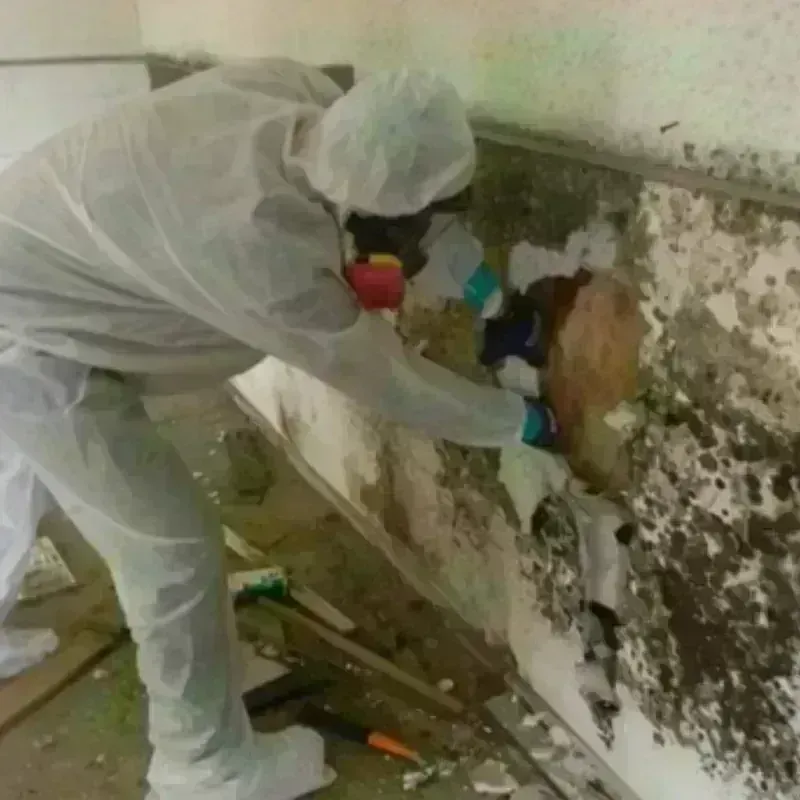 Mold Remediation and Removal in Rosemont, CA